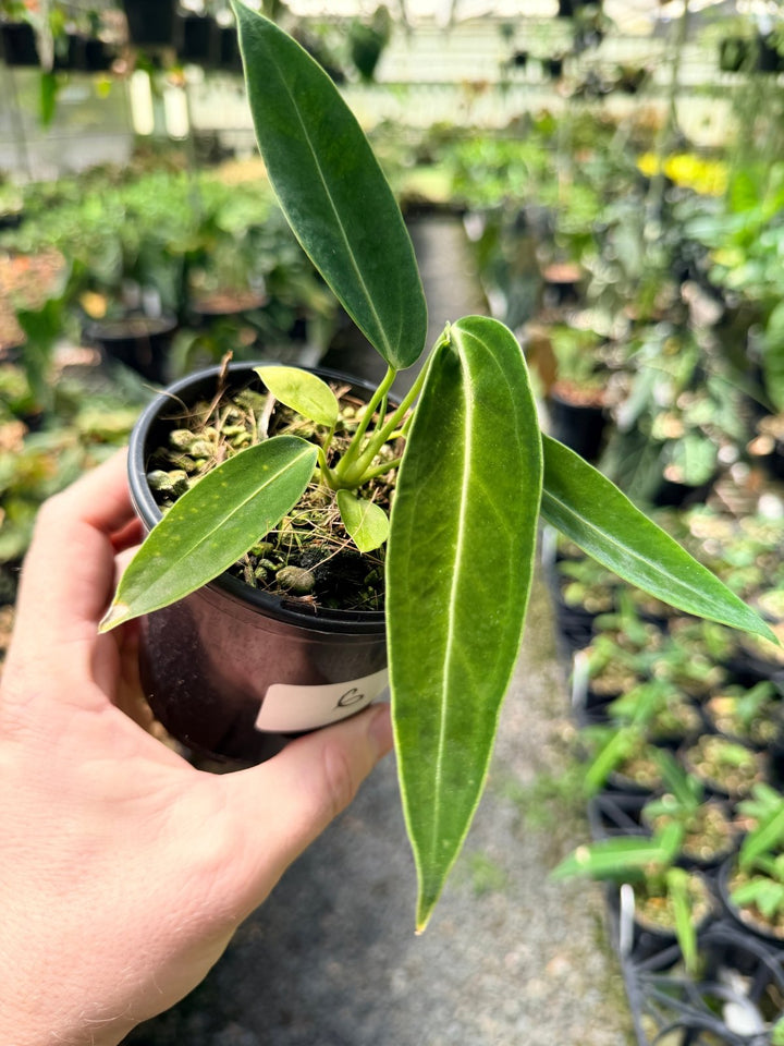 Handpicked 6 - Anthurium Warocqueanum Dark Form | Uprooted
