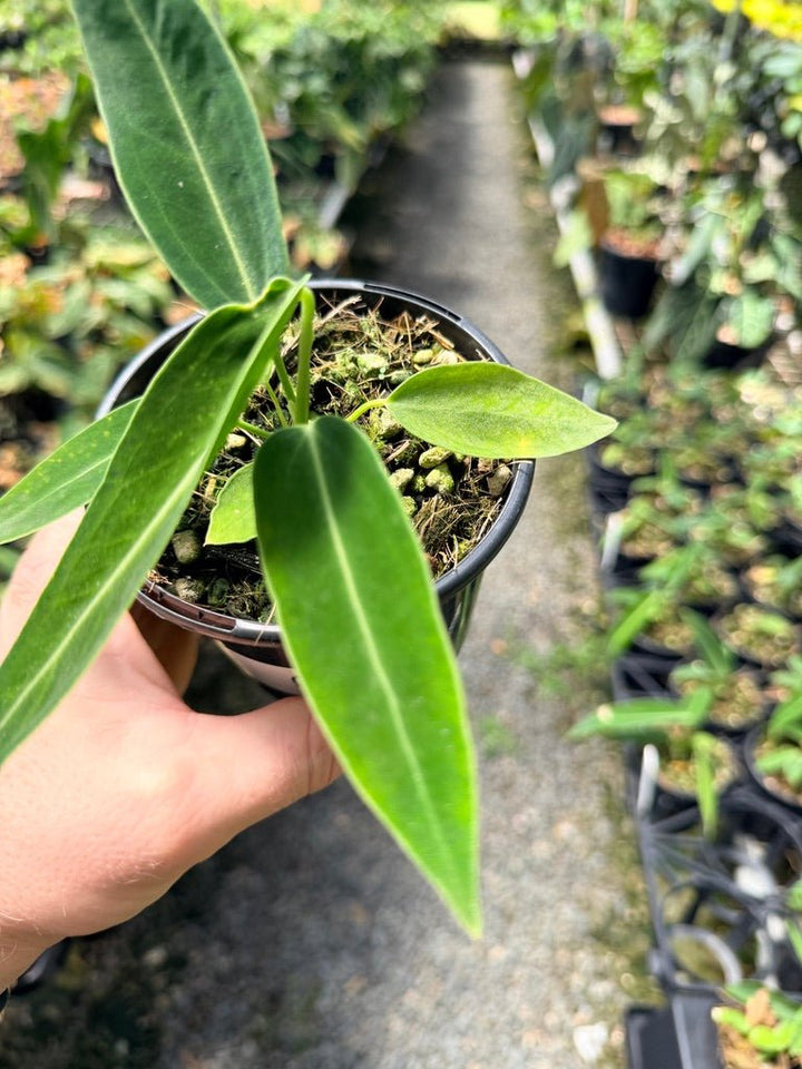 Handpicked 6 - Anthurium Warocqueanum Dark Form | Uprooted