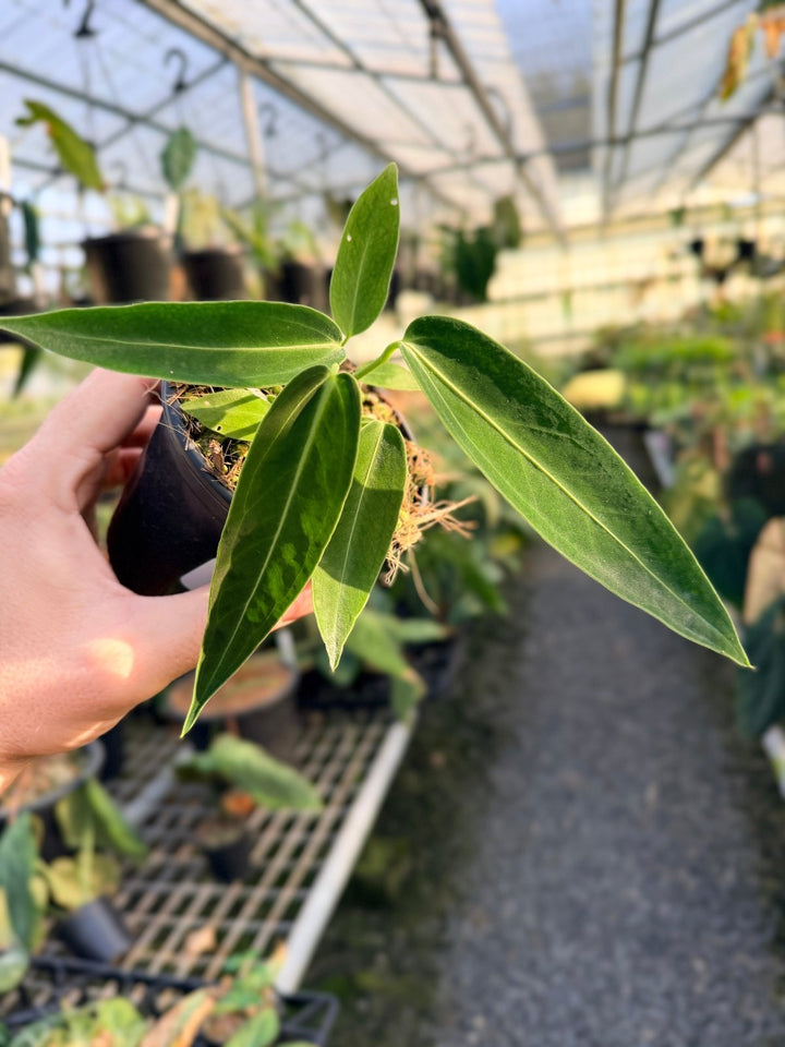 Handpicked 6 - Anthurium Warocqueanum Dark Form | Uprooted