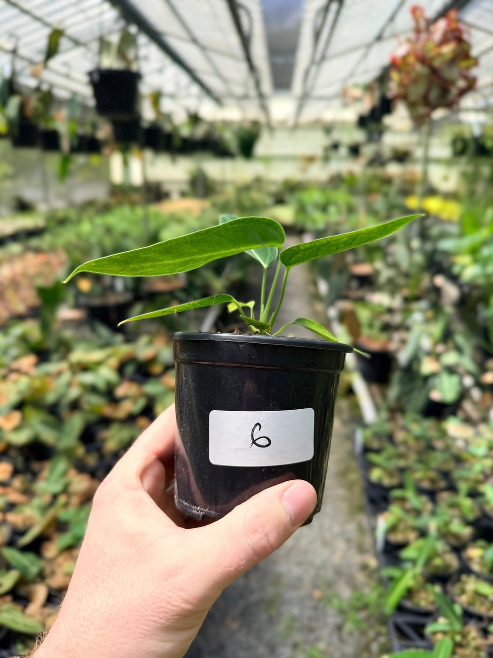 Handpicked 6 - Anthurium Warocqueanum Dark Form | Uprooted