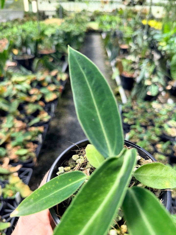 Handpicked 6 - Anthurium Warocqueanum Dark Form | Uprooted