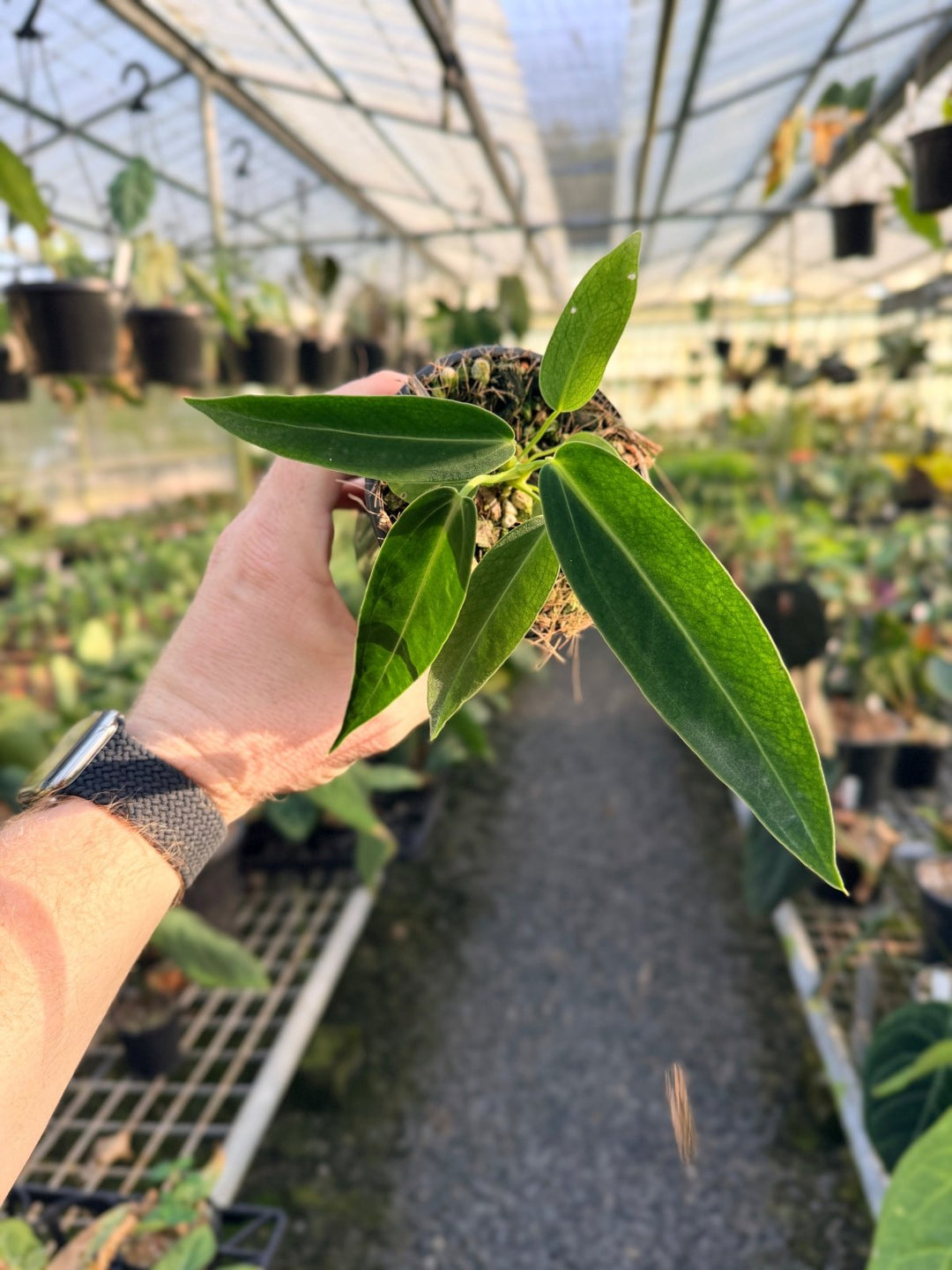 Handpicked 6 - Anthurium Warocqueanum Dark Form | Uprooted