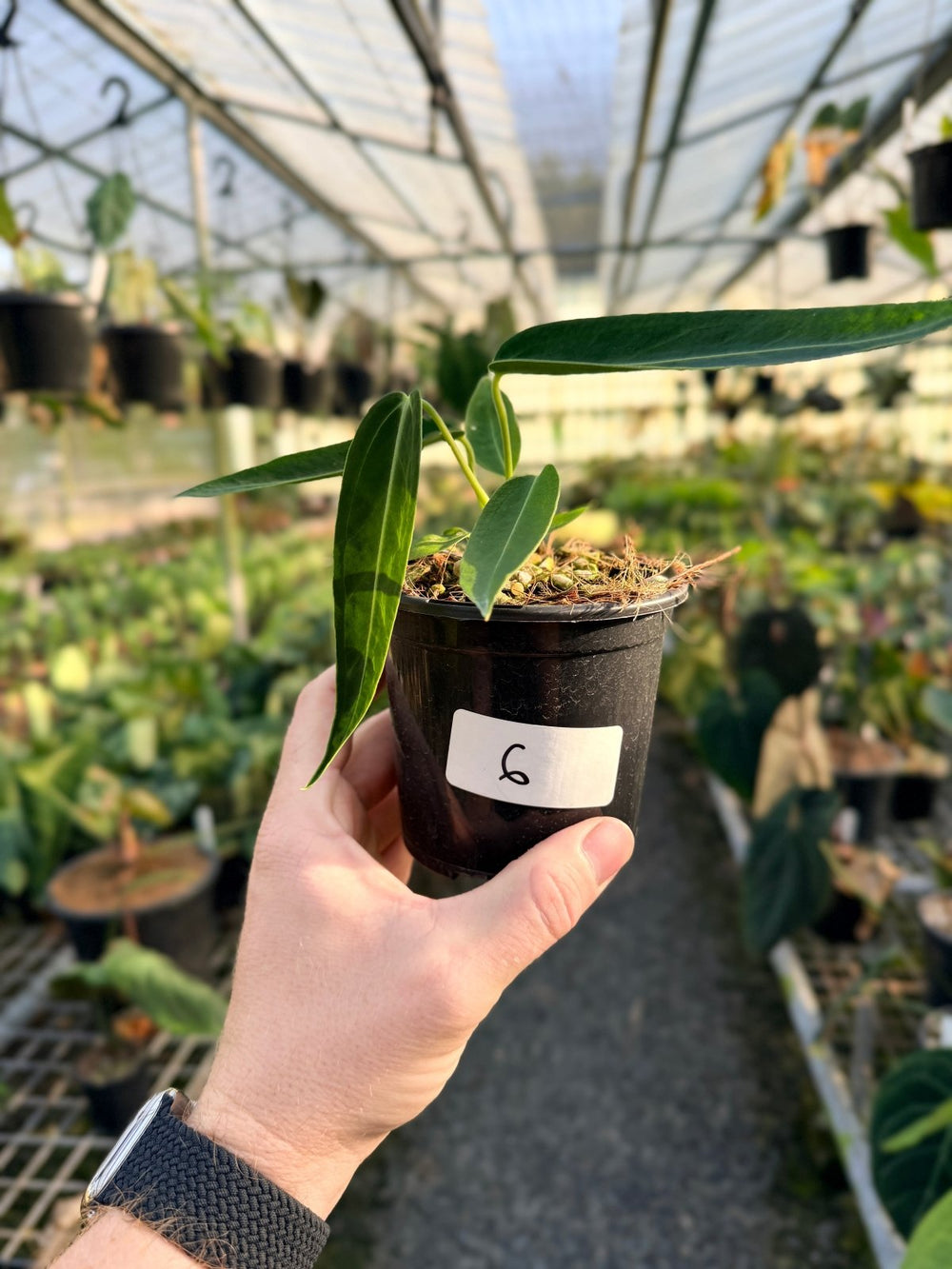 Handpicked 6 - Anthurium Warocqueanum Dark Form | Uprooted