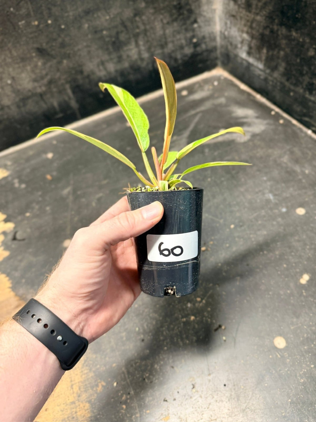 Handpicked 60 - Philodendron Serratum - Caramel Marble | Uprooted