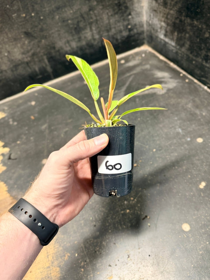 Handpicked 60 - Philodendron Serratum - Caramel Marble | Uprooted