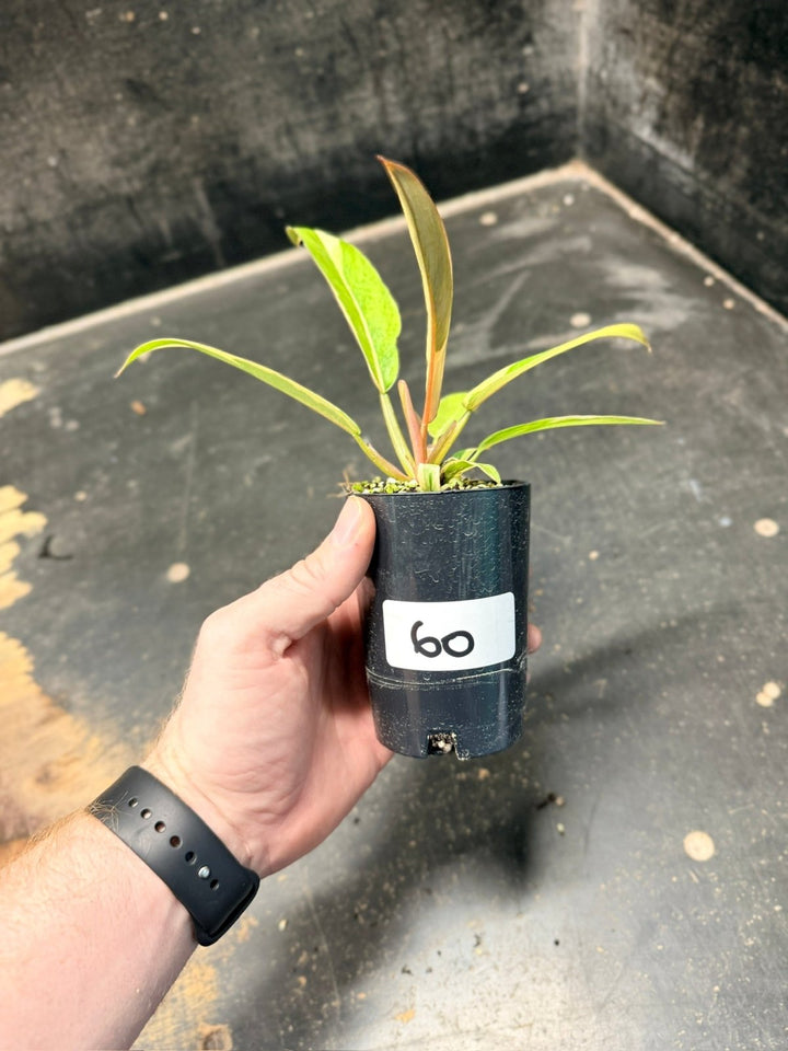 Handpicked 60 - Philodendron Serratum - Caramel Marble | Uprooted