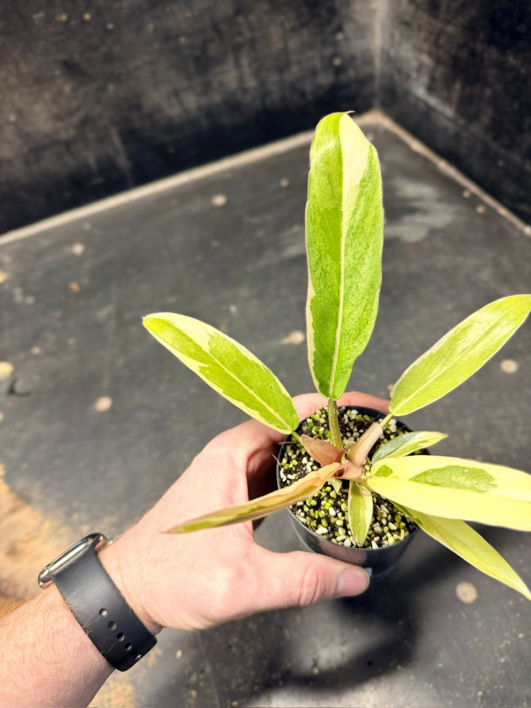 Handpicked 60 - Philodendron Serratum - Caramel Marble | Uprooted
