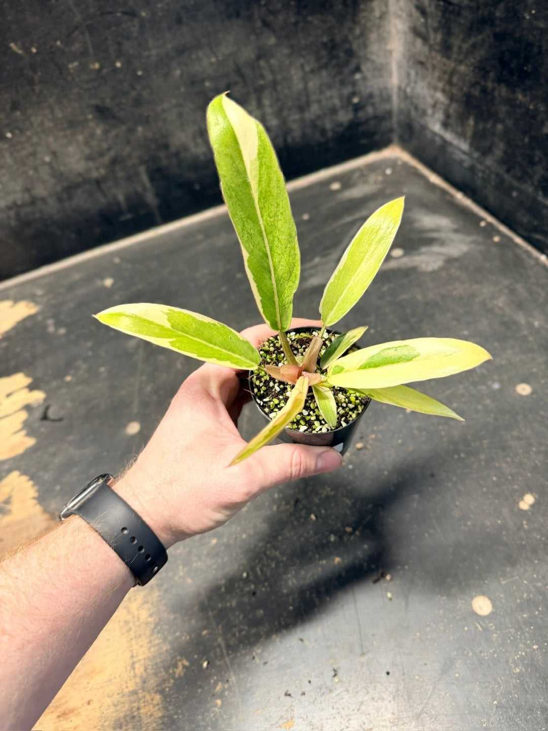 Handpicked 60 - Philodendron Serratum - Caramel Marble | Uprooted