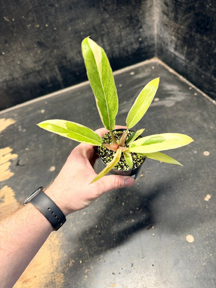 Handpicked 60 - Philodendron Serratum - Caramel Marble | Uprooted
