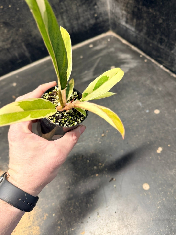 Handpicked 60 - Philodendron Serratum - Caramel Marble | Uprooted