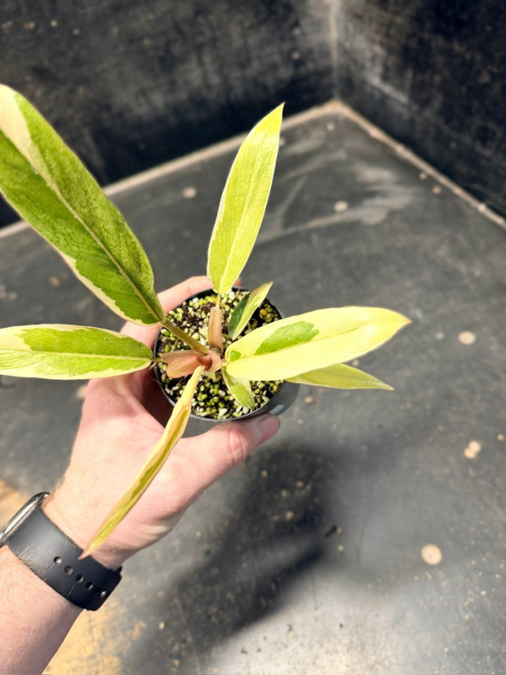 Handpicked 60 - Philodendron Serratum - Caramel Marble | Uprooted