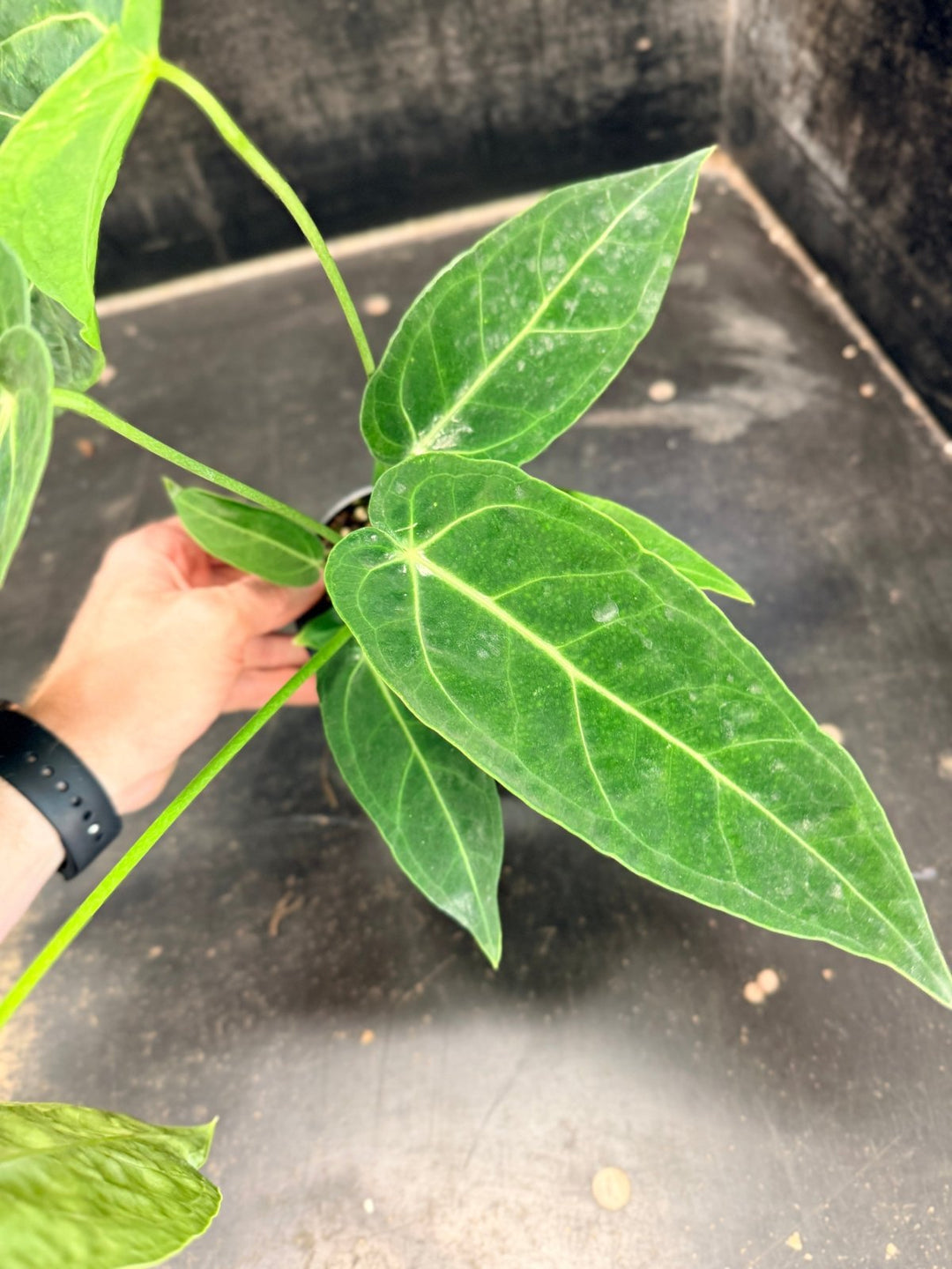 Handpicked 61 - Anthurium Magnificum x Warocqueanum - 100mm Pot | Uprooted