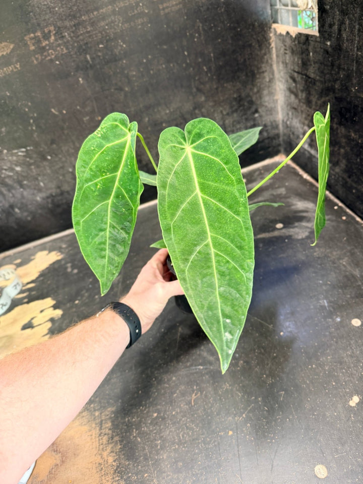 Handpicked 61 - Anthurium Magnificum x Warocqueanum - 100mm Pot | Uprooted