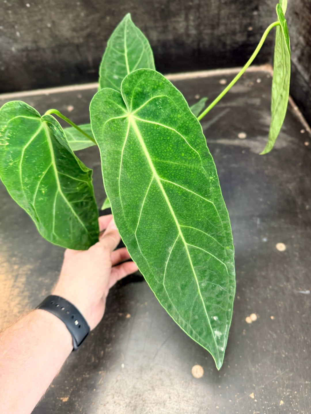Handpicked 61 - Anthurium Magnificum x Warocqueanum - 100mm Pot | Uprooted