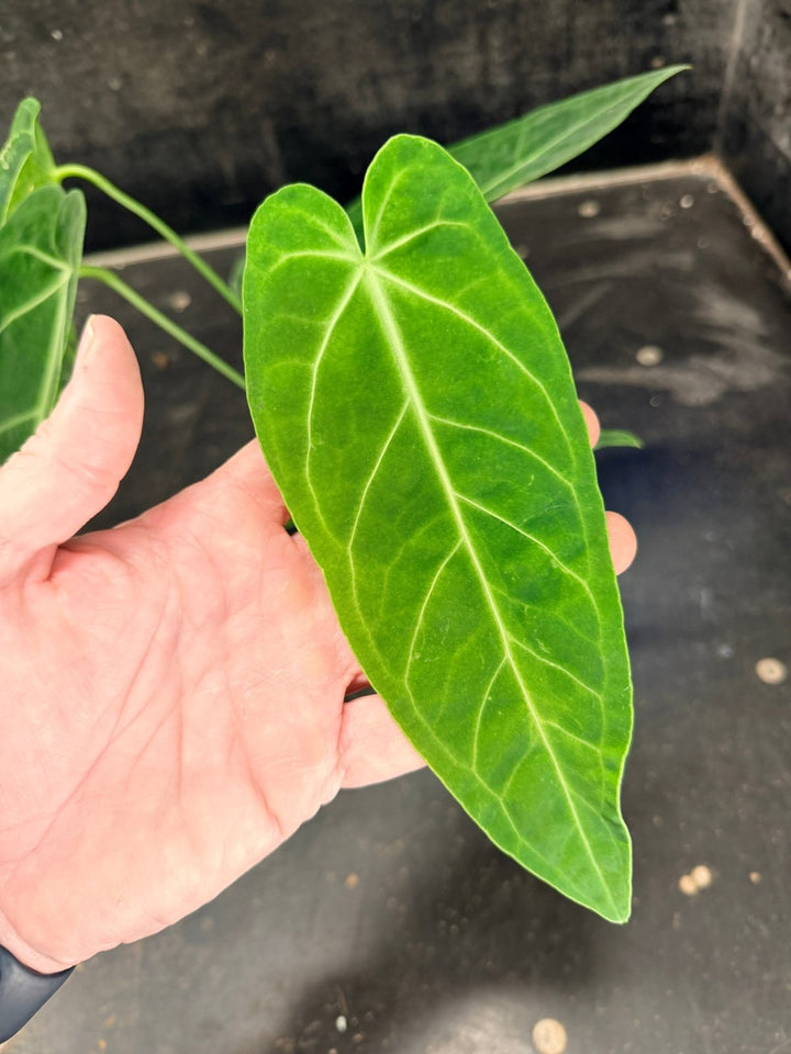 Handpicked 61 - Anthurium Magnificum x Warocqueanum - 100mm Pot | Uprooted