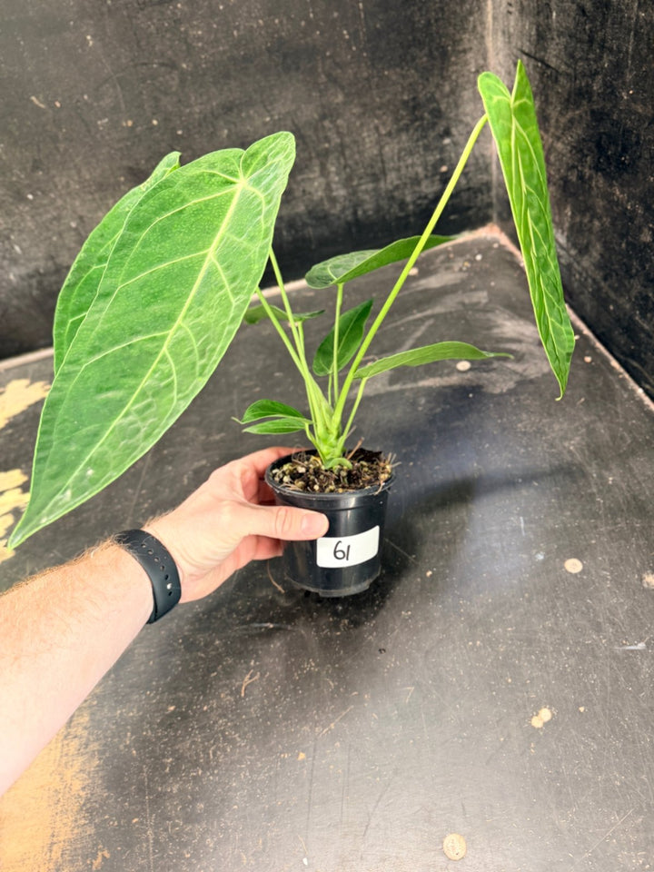 Handpicked 61 - Anthurium Magnificum x Warocqueanum - 100mm Pot | Uprooted