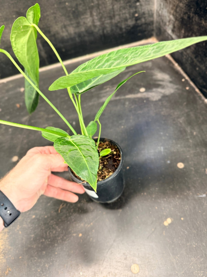 Handpicked 61 - Anthurium Magnificum x Warocqueanum - 100mm Pot | Uprooted