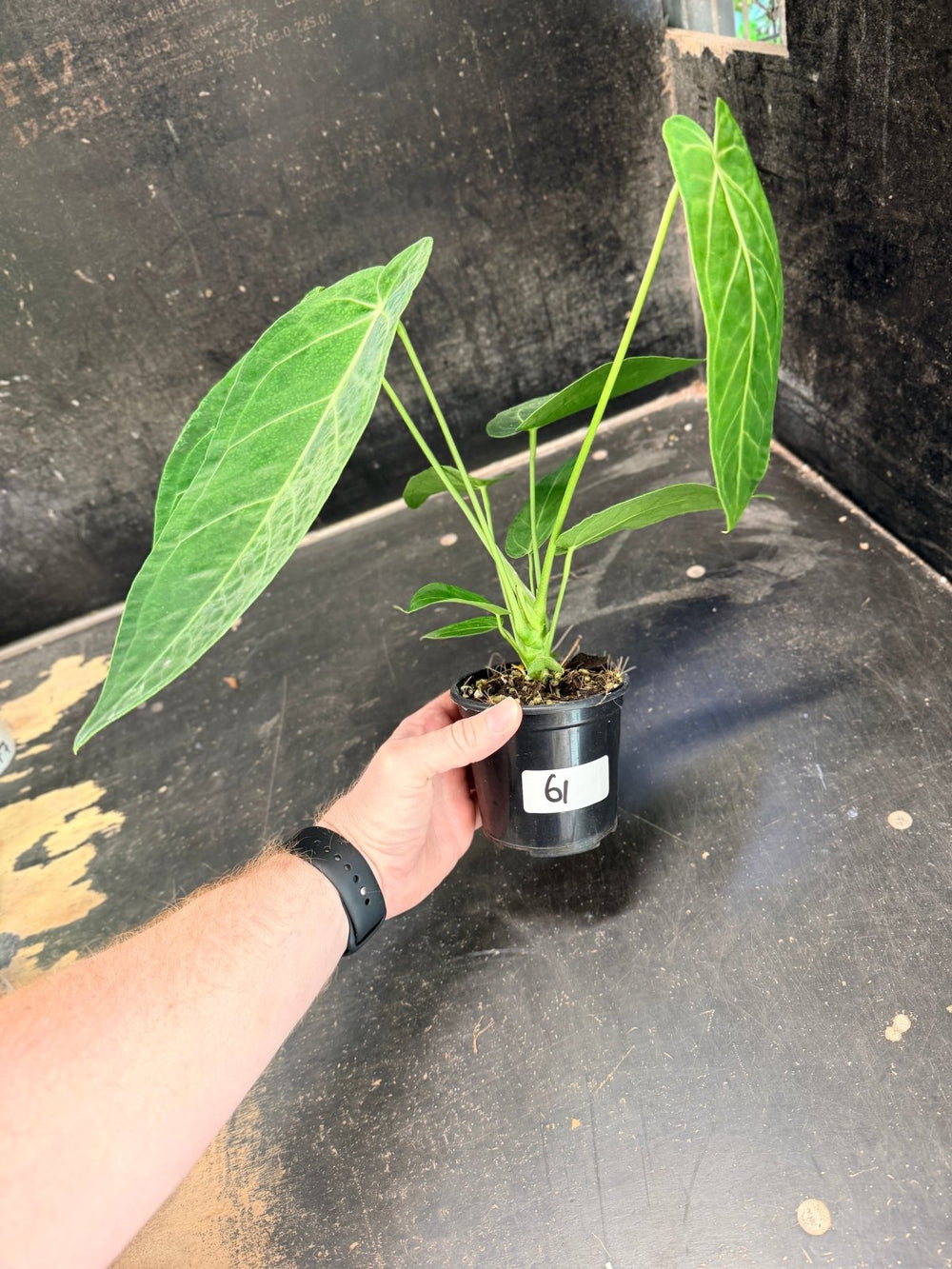Handpicked 61 - Anthurium Magnificum x Warocqueanum - 100mm Pot | Uprooted