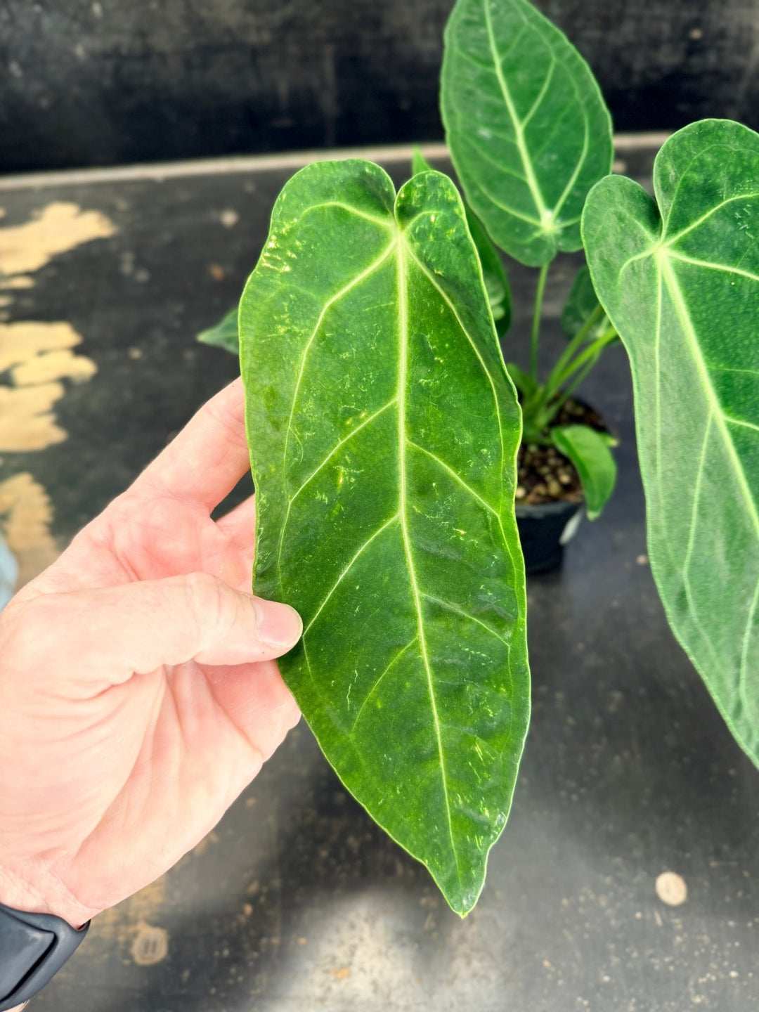 Handpicked 61 - Anthurium Magnificum x Warocqueanum - 100mm Pot | Uprooted