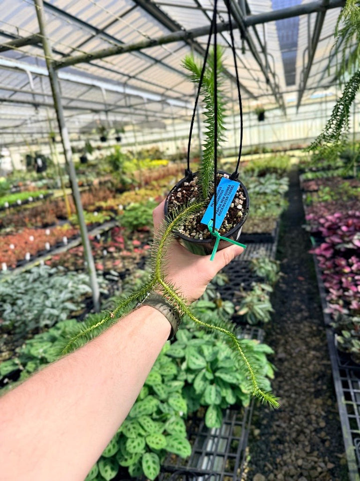 Handpicked 61 - Phlegmariurus squarrosus [Huperzia squarrosa] - PNG Rock / Water Tassel | Uprooted