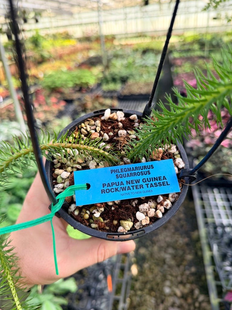 Handpicked 61 - Phlegmariurus squarrosus [Huperzia squarrosa] - PNG Rock / Water Tassel | Uprooted
