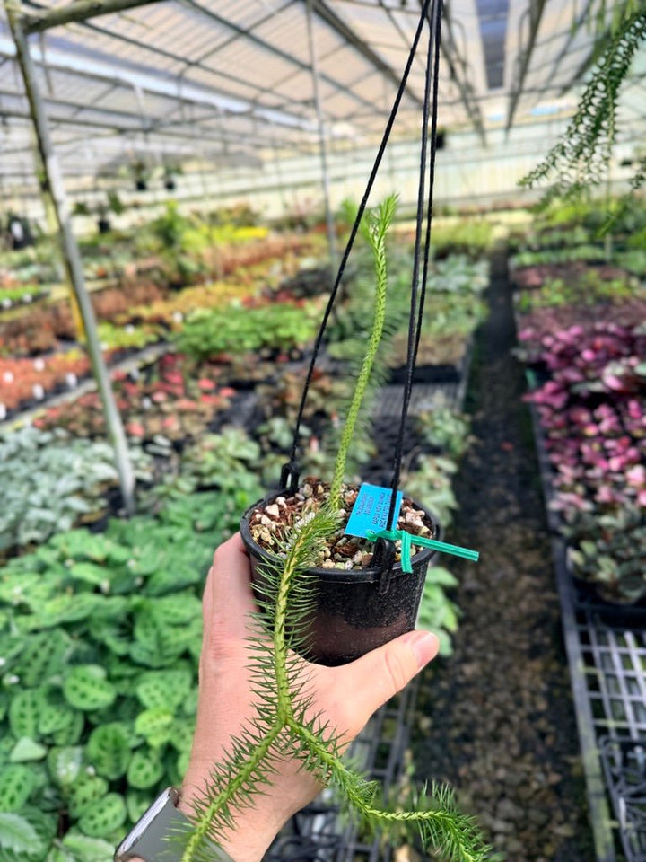 Handpicked 61 - Phlegmariurus squarrosus [Huperzia squarrosa] - PNG Rock / Water Tassel | Uprooted