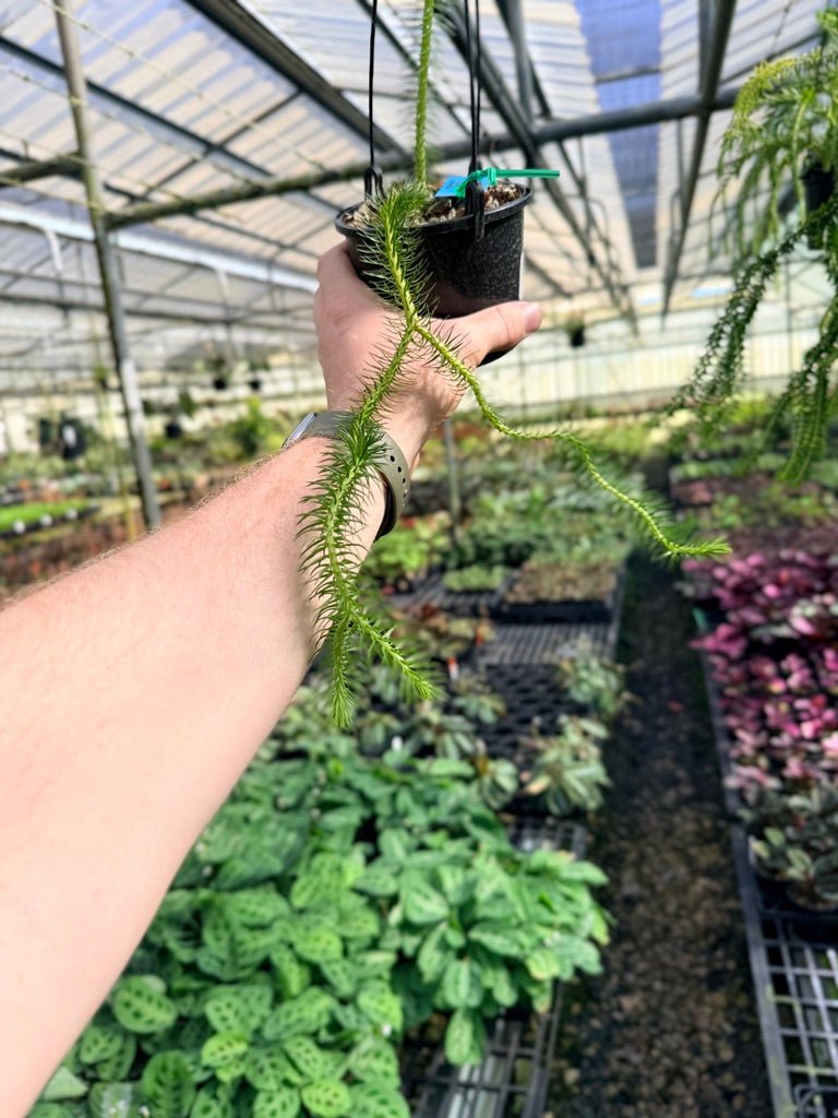 Handpicked 61 - Phlegmariurus squarrosus [Huperzia squarrosa] - PNG Rock / Water Tassel | Uprooted