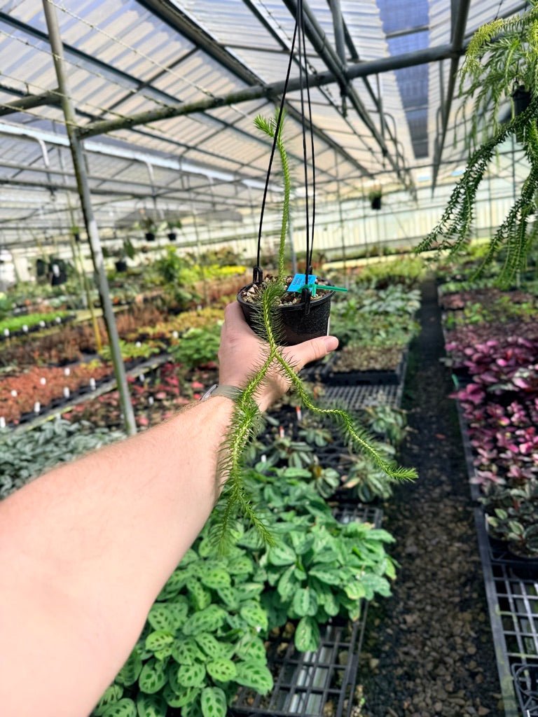 Handpicked 61 - Phlegmariurus squarrosus [Huperzia squarrosa] - PNG Rock / Water Tassel | Uprooted