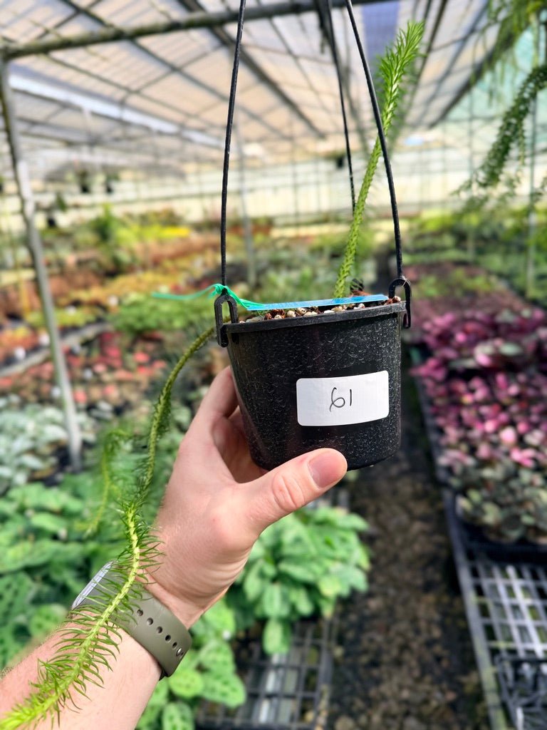 Handpicked 61 - Phlegmariurus squarrosus [Huperzia squarrosa] - PNG Rock / Water Tassel | Uprooted