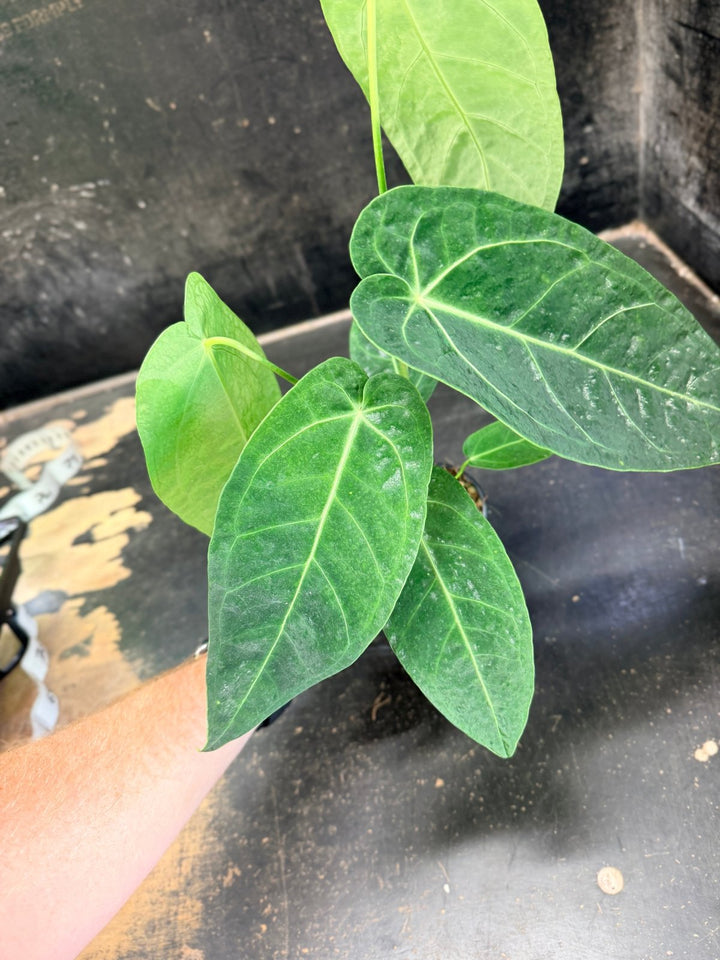 Handpicked 62 - Anthurium Magnificum x Warocqueanum - 100mm Pot | Uprooted