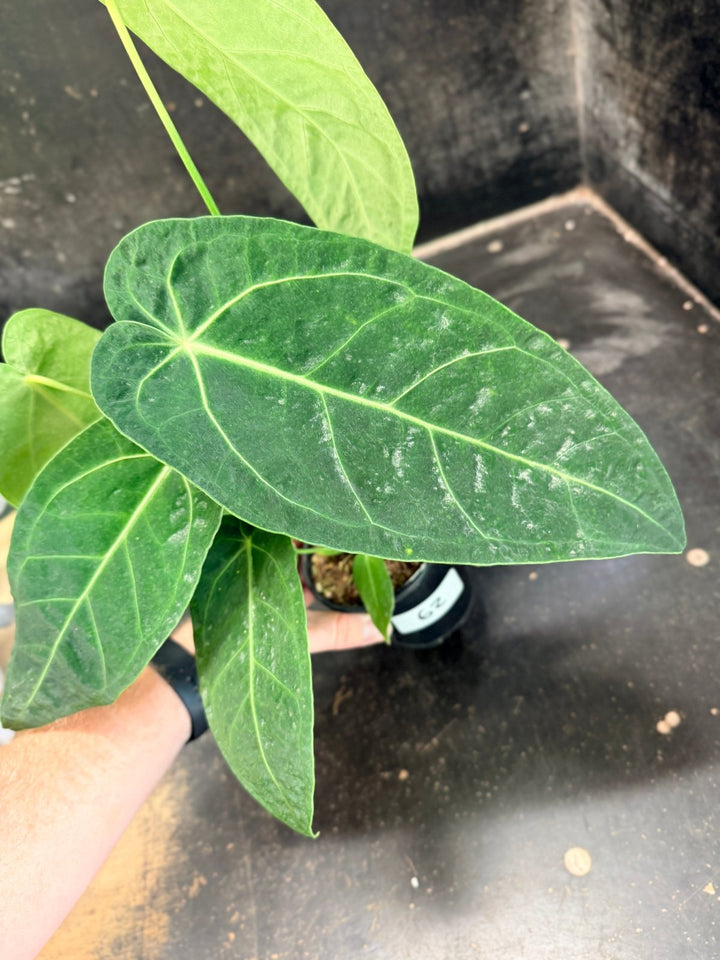 Handpicked 62 - Anthurium Magnificum x Warocqueanum - 100mm Pot | Uprooted
