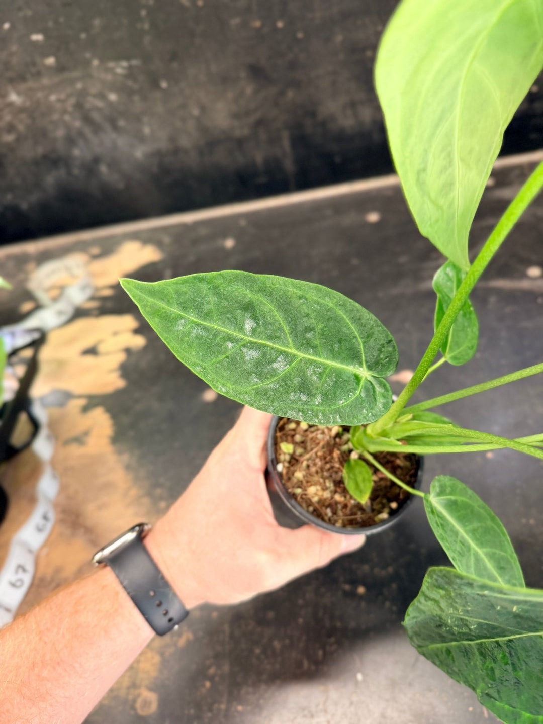 Handpicked 62 - Anthurium Magnificum x Warocqueanum - 100mm Pot | Uprooted