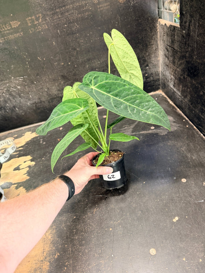 Handpicked 62 - Anthurium Magnificum x Warocqueanum - 100mm Pot | Uprooted
