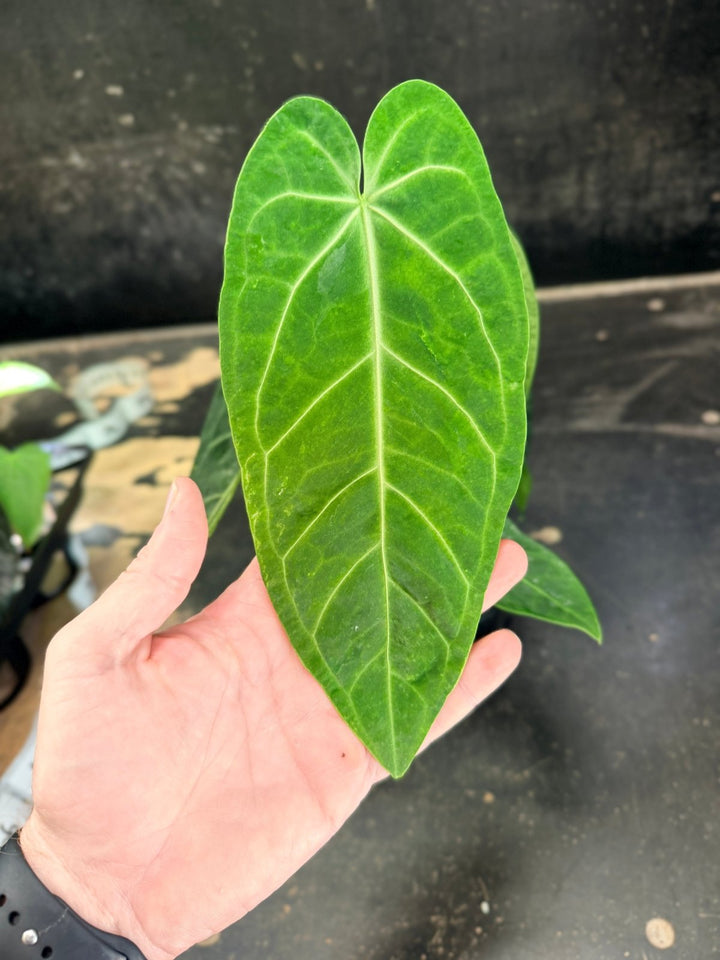 Handpicked 62 - Anthurium Magnificum x Warocqueanum - 100mm Pot | Uprooted