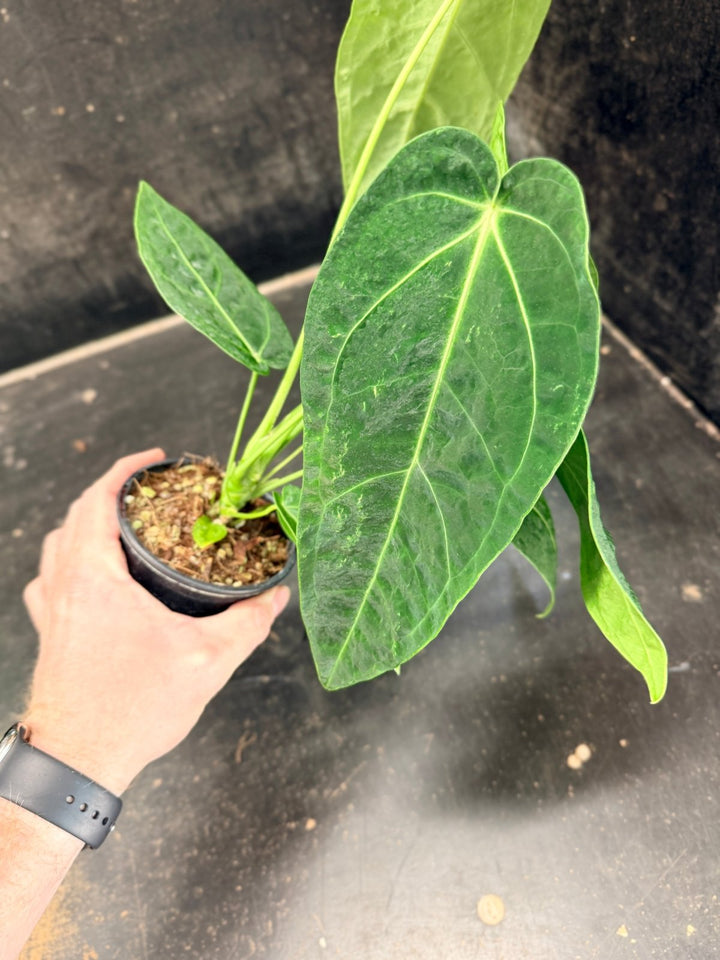 Handpicked 62 - Anthurium Magnificum x Warocqueanum - 100mm Pot | Uprooted