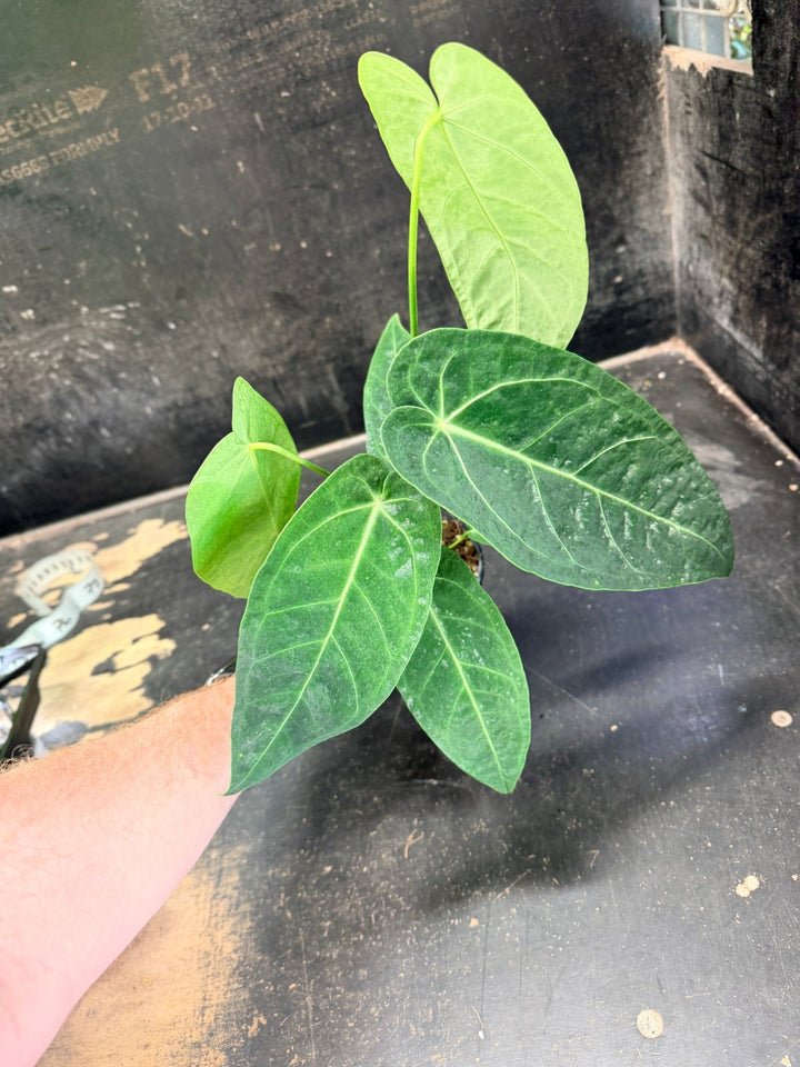 Handpicked 62 - Anthurium Magnificum x Warocqueanum - 100mm Pot | Uprooted