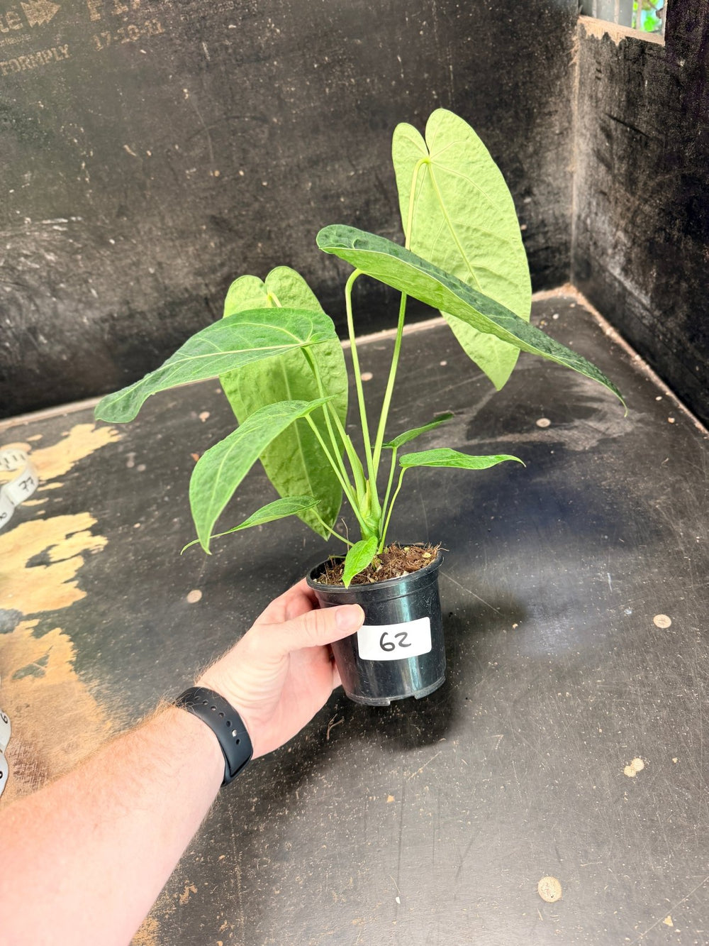 Handpicked 62 - Anthurium Magnificum x Warocqueanum - 100mm Pot | Uprooted