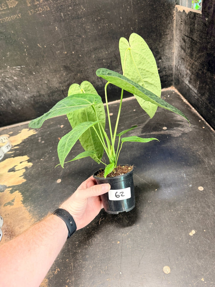 Handpicked 62 - Anthurium Magnificum x Warocqueanum - 100mm Pot | Uprooted