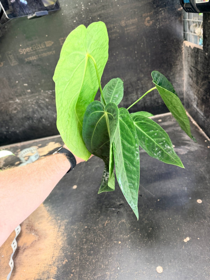 Handpicked 63 - Anthurium Magnificum x Warocqueanum - 100mm Pot | Uprooted