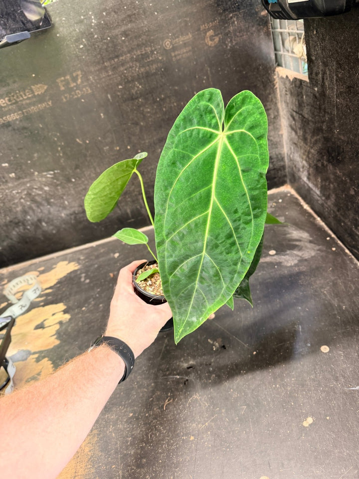 Handpicked 63 - Anthurium Magnificum x Warocqueanum - 100mm Pot | Uprooted