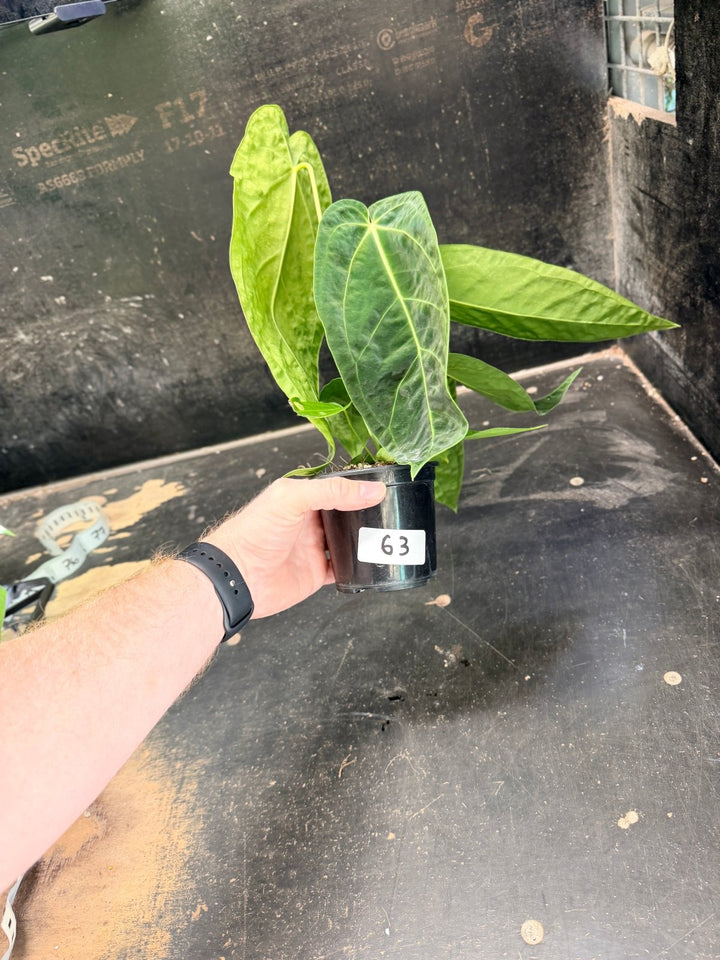 Handpicked 63 - Anthurium Magnificum x Warocqueanum - 100mm Pot | Uprooted
