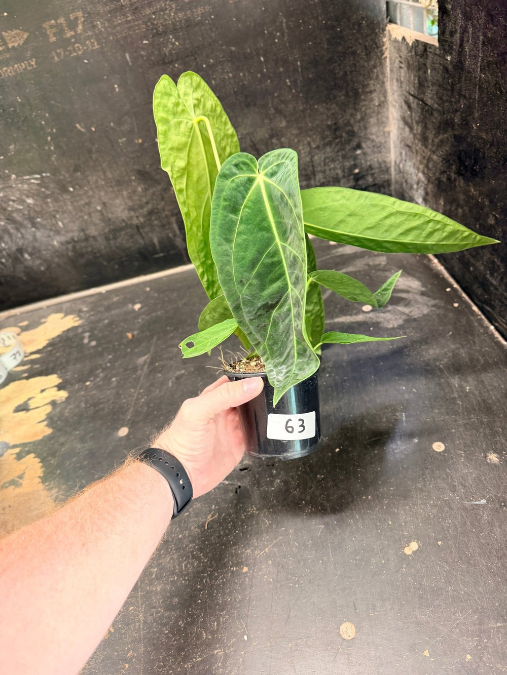 Handpicked 63 - Anthurium Magnificum x Warocqueanum - 100mm Pot | Uprooted