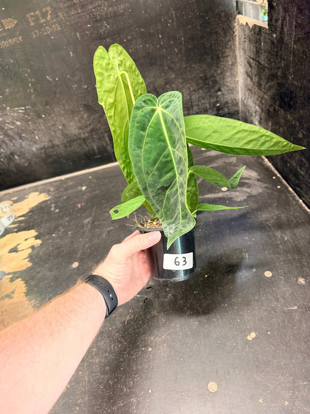 Handpicked 63 - Anthurium Magnificum x Warocqueanum - 100mm Pot | Uprooted
