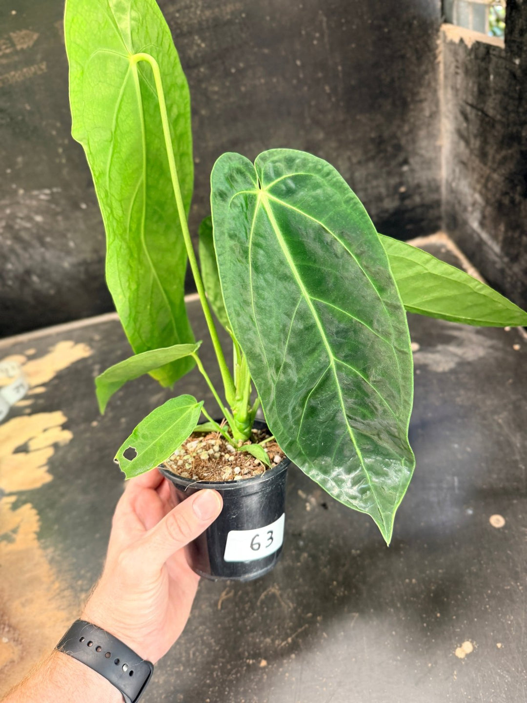 Handpicked 63 - Anthurium Magnificum x Warocqueanum - 100mm Pot | Uprooted