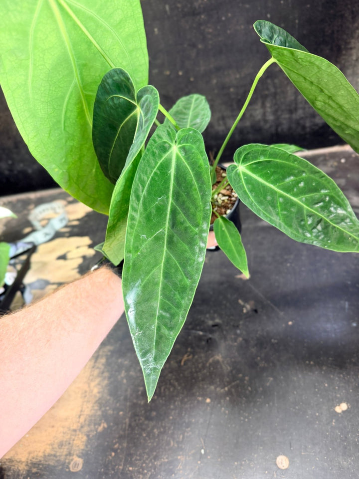 Handpicked 63 - Anthurium Magnificum x Warocqueanum - 100mm Pot | Uprooted