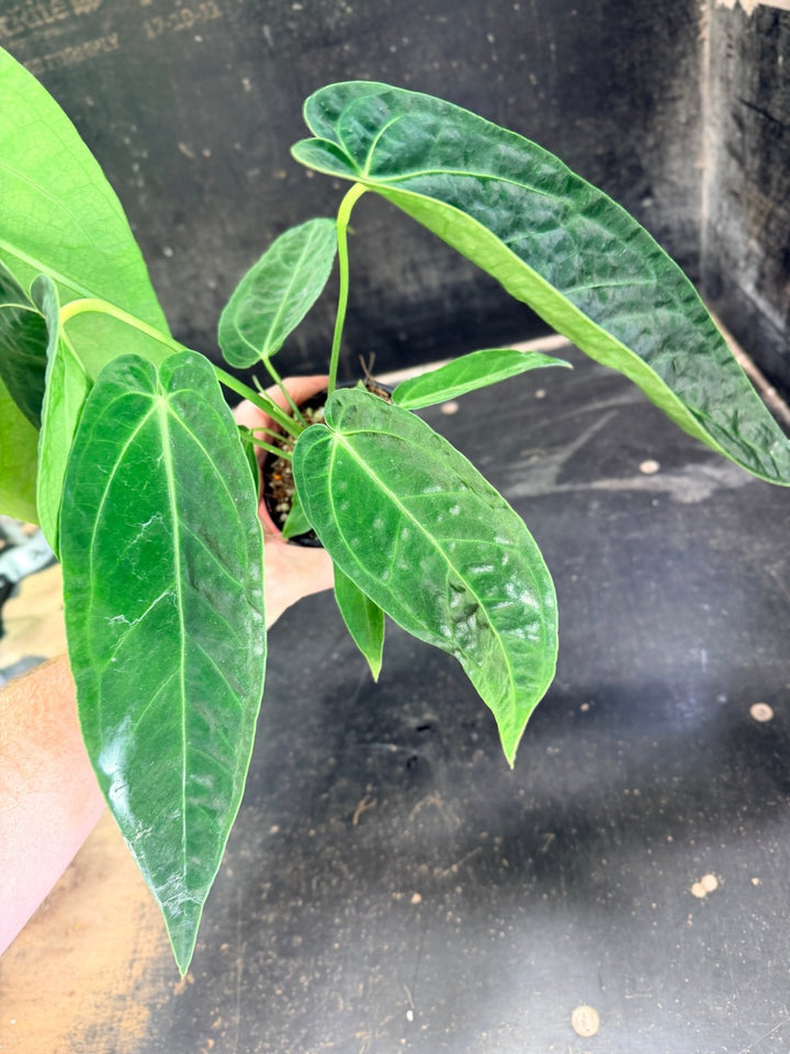 Handpicked 63 - Anthurium Magnificum x Warocqueanum - 100mm Pot | Uprooted