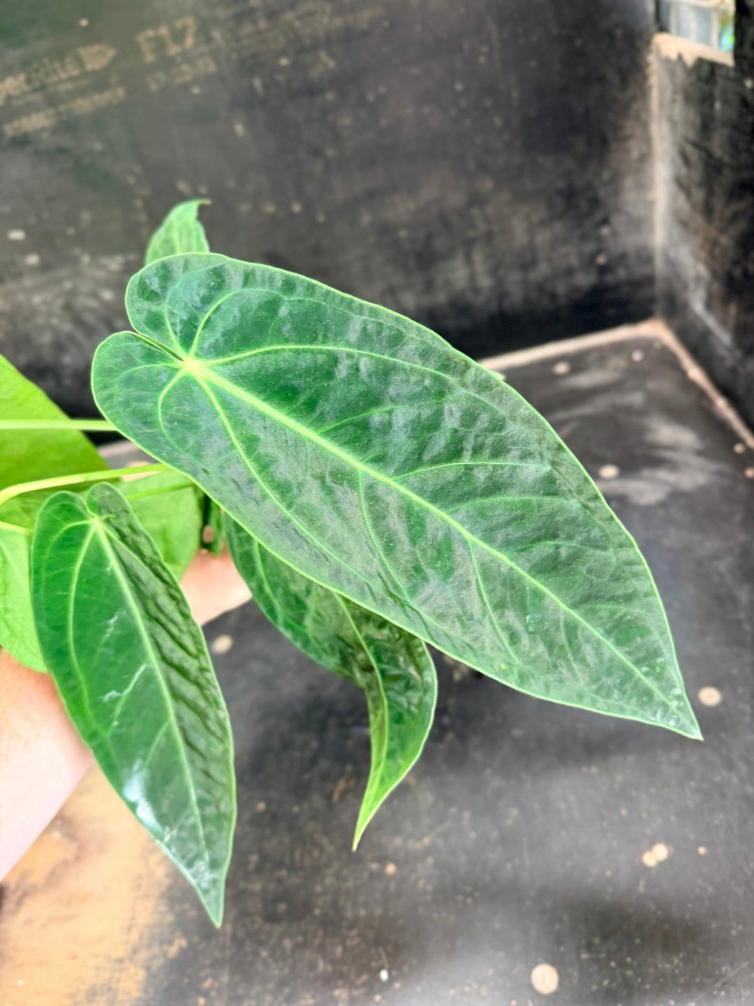 Handpicked 63 - Anthurium Magnificum x Warocqueanum - 100mm Pot | Uprooted