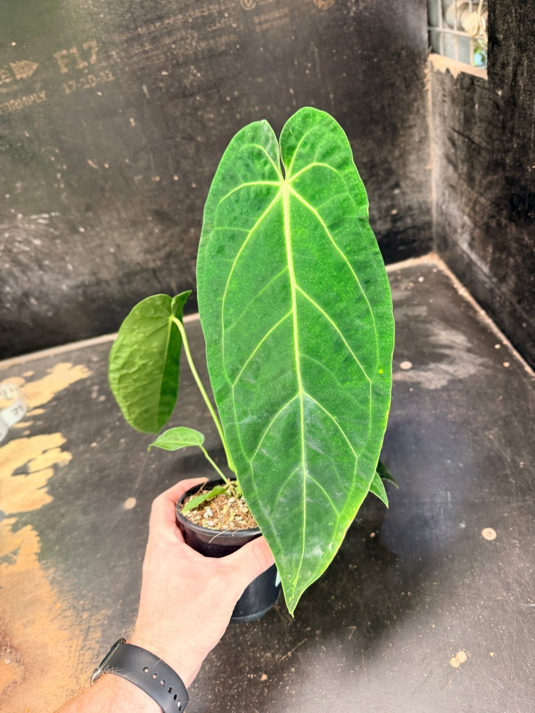 Handpicked 63 - Anthurium Magnificum x Warocqueanum - 100mm Pot | Uprooted