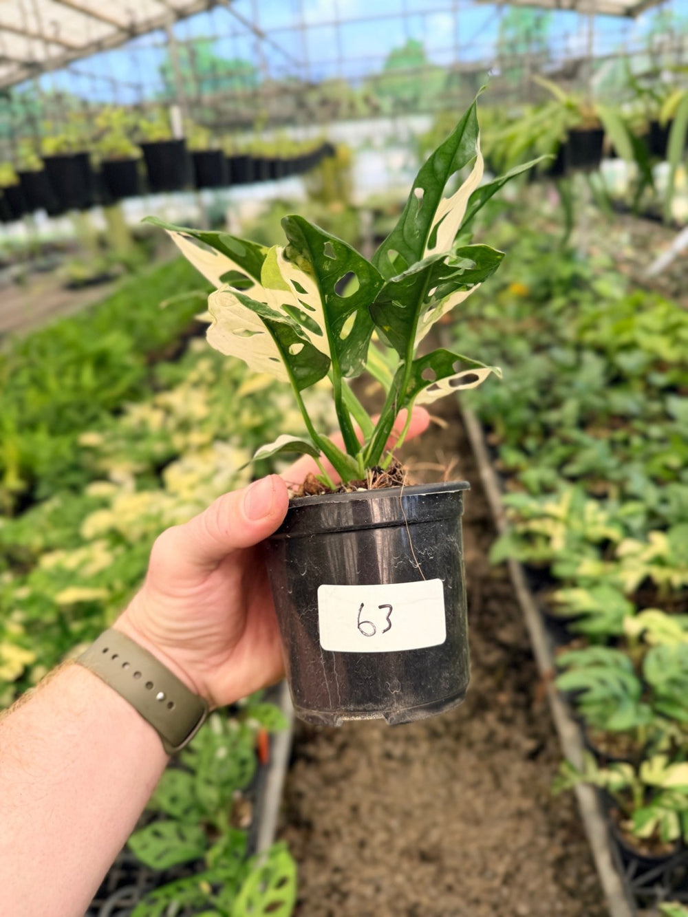 Handpicked 63 - Monstera Adansonii - Monkey Mask - Variegated Albo | Uprooted