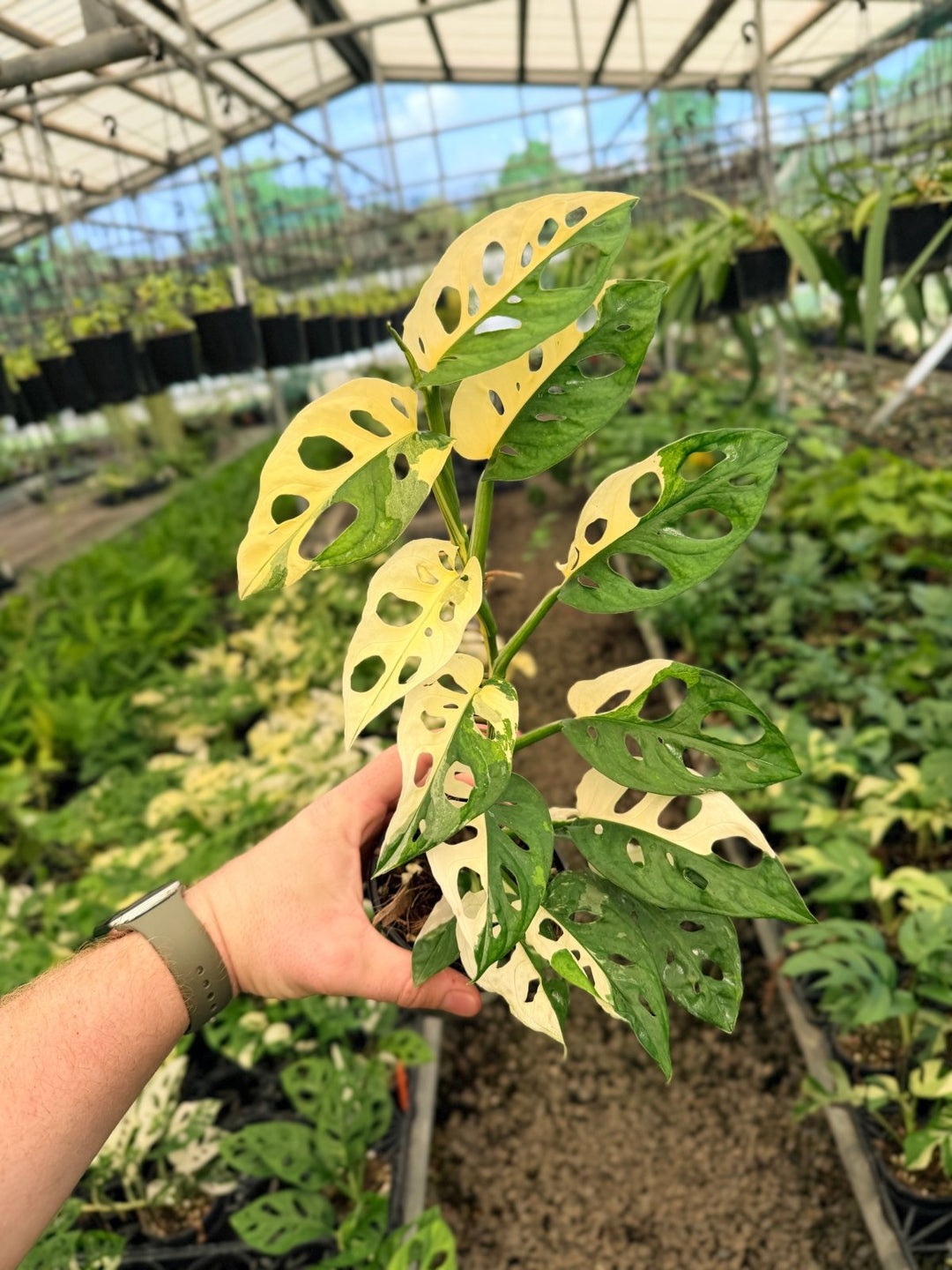 Handpicked 63 - Monstera Adansonii - Monkey Mask - Variegated Albo | Uprooted